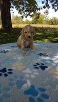 Apricot girl#5, a female Poodle - Multi-Colored Standard and Poodle - Standard  for sale in Liberty, KY – 2 of 7