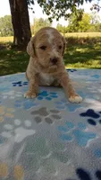 Apricot girl#5, a female Poodle - Multi-Colored Standard and Poodle - Standard  for sale in Liberty, KY – 3 of 7
