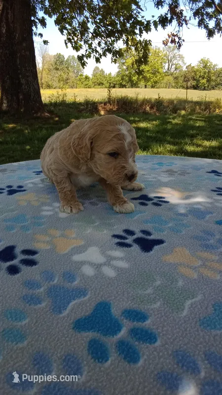 Apricot girl#5 – Poodle - Multi-Colored Standard, Poodle - Standard  puppy for sale in Liberty, KY