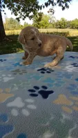 Apricot girl#5, a female Poodle - Multi-Colored Standard and Poodle - Standard  for sale in Liberty, KY – 4 of 7
