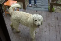 Amaria, a female Poodle - Standard  for sale in Liberty, KY – 2 of 3