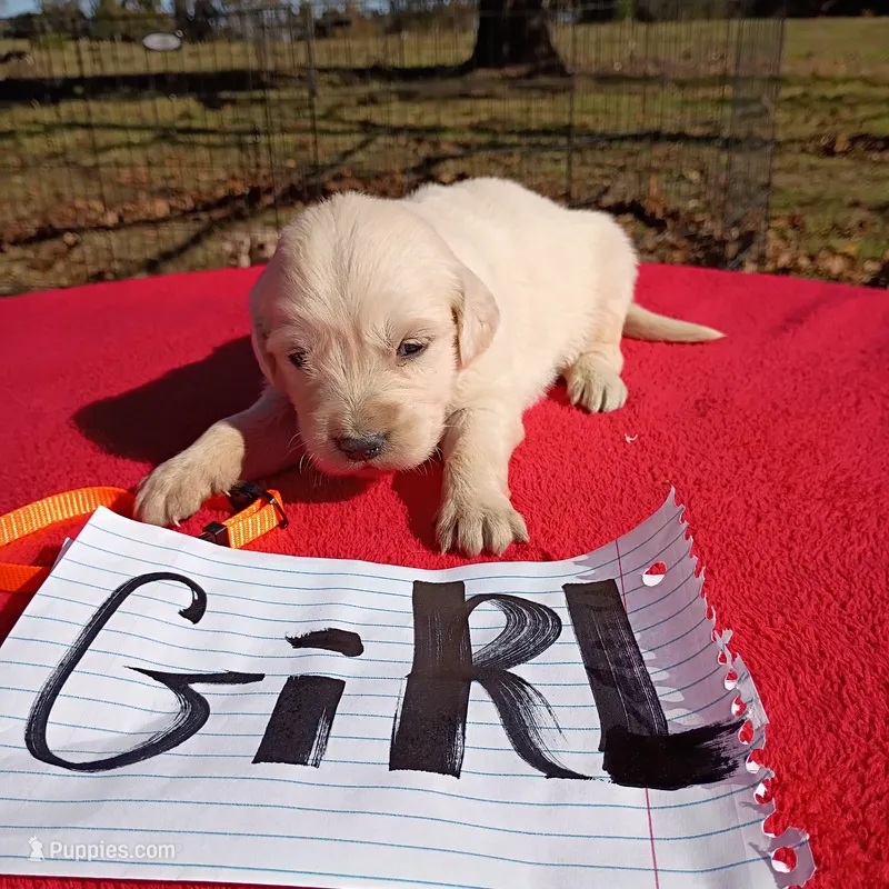Orange collar- girl#5 – Golden Retriever, English Cream Golden Retriever puppy for sale in Liberty, KY