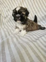 Louie - (AKC), a male Shih Tzu for sale in Monroe, NC – 3 of 5