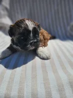 Amber- ( AKC ), a female Shih Tzu for sale in Monroe, NC – 6 of 9