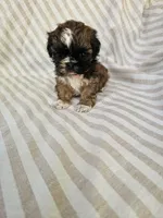 Betty - (AKC), a female Shih Tzu for sale in Monroe, NC – 3 of 5