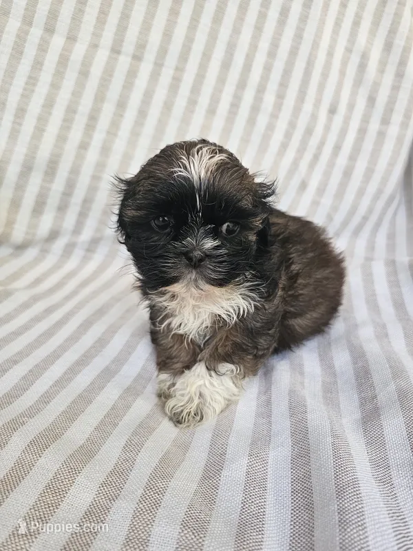 Mimi - (AKC) – Shih Tzu puppy for sale in Monroe, NC