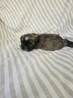 Charlie  - (AKC), a male Shih Tzu for sale in Monroe, NC – 5 of 5