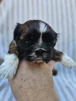 Amber- ( AKC ), a female Shih Tzu for sale in Monroe, NC – 4 of 9