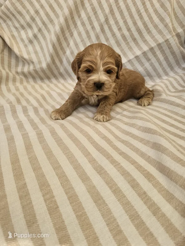 Betsy-( AKC)  – Cocker Spaniel puppy for sale in Monroe, NC