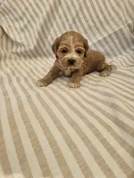 Betsy-( AKC) , a female Cocker Spaniel for sale in Monroe, NC – 1 of 5