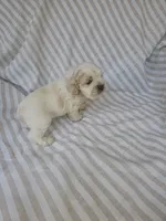 Sadie - ( AKC), a female Cocker Spaniel for sale in Monroe, NC – 4 of 10