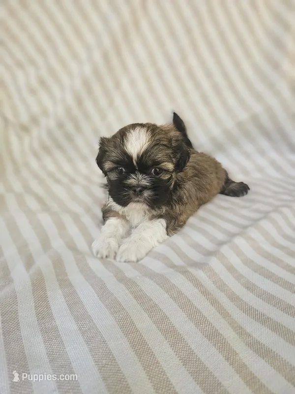 Louie - (AKC) – Shih Tzu puppy for sale in Monroe, NC