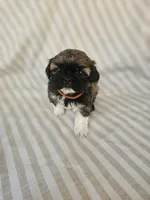 Ellie - (AKC), a female Shih Tzu for sale in Monroe, NC – 3 of 4