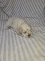 Sadie - ( AKC), a female Cocker Spaniel for sale in Monroe, NC – 7 of 10
