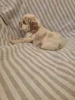 Snoopy , a male Cocker Spaniel for sale in Monroe, NC – 3 of 5
