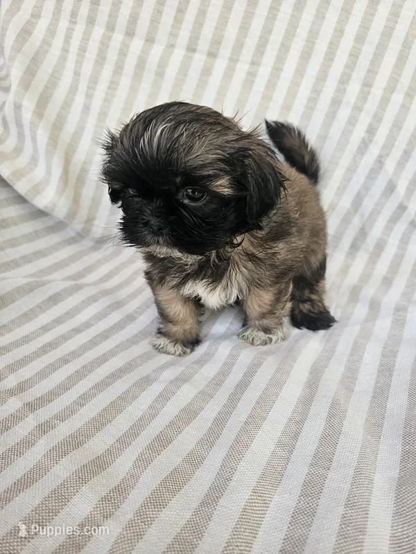 Charlie  - (AKC) – Shih Tzu puppy for sale in Monroe, NC