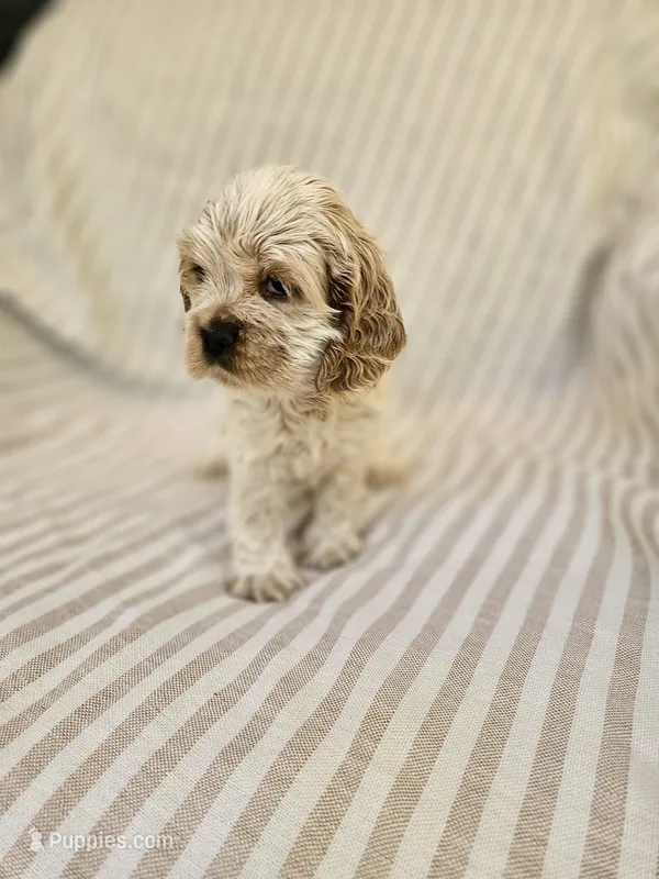Sadie - ( AKC) – Cocker Spaniel puppy for sale in Monroe, NC