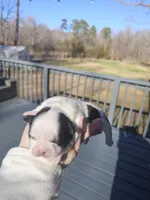 Amy - (AKC ), a female Shih Tzu for sale in Monroe, NC – Photo 2 of 4