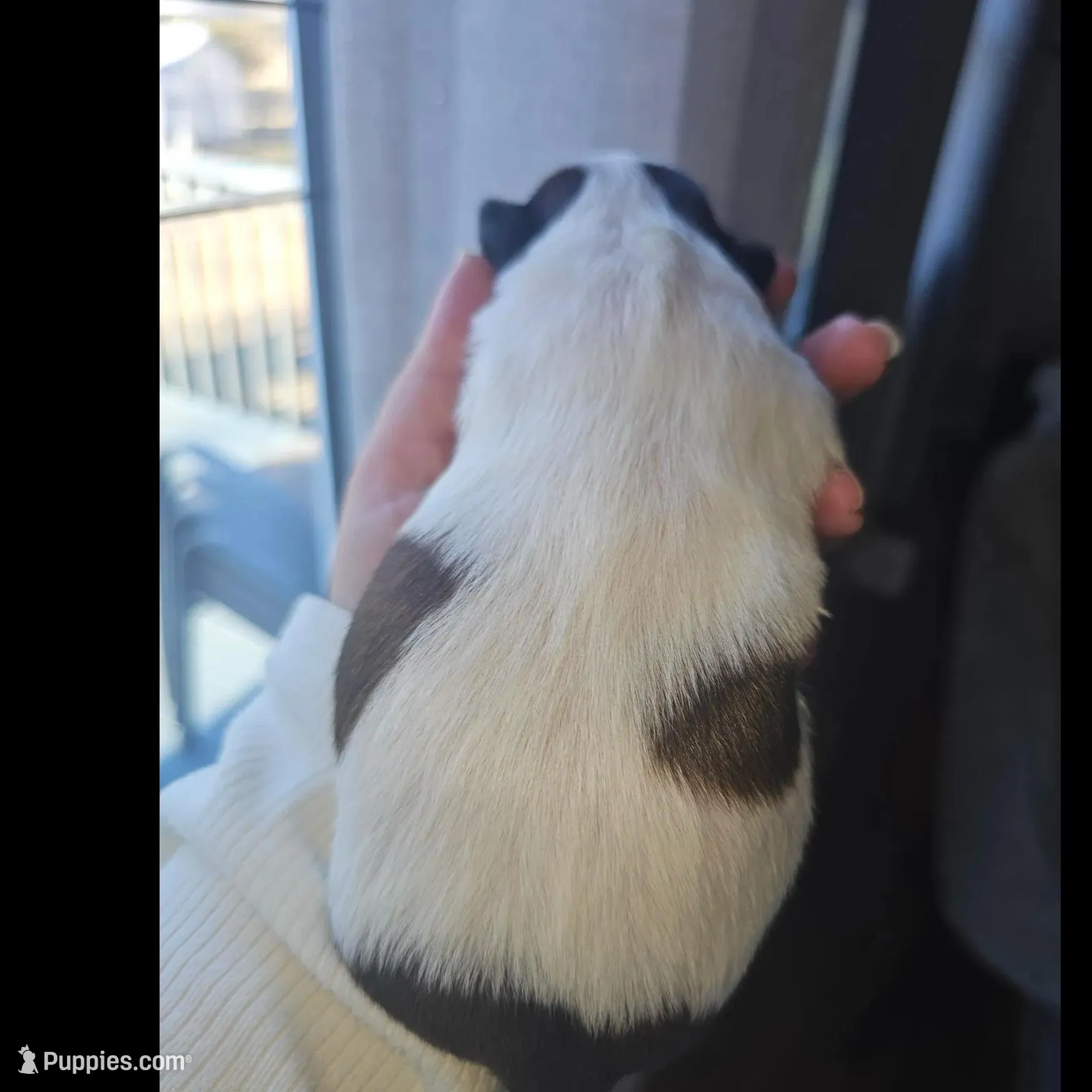 Amy - (AKC ), a female Shih Tzu for sale in Monroe, NC – Photo 4 of 4