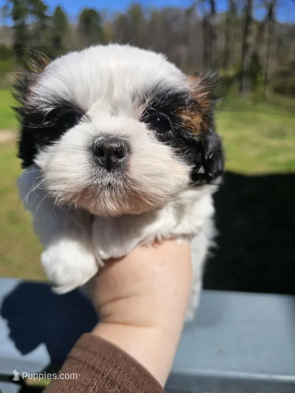 Amy - (AKC ) – Shih Tzu puppy for sale in Monroe, NC