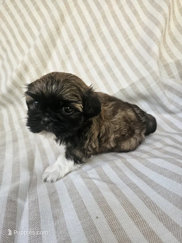 Ellie - (AKC) – Shih Tzu puppy for sale in Monroe, NC