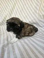 Ellie - (AKC), a female Shih Tzu for sale in Monroe, NC – 1 of 4