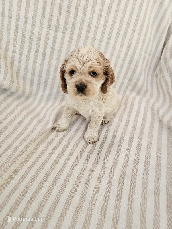 Lexi - (AKC) – Cocker Spaniel puppy for sale in Monroe, NC