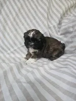 Mimi - (AKC), a female Shih Tzu for sale in Monroe, NC – 2 of 5