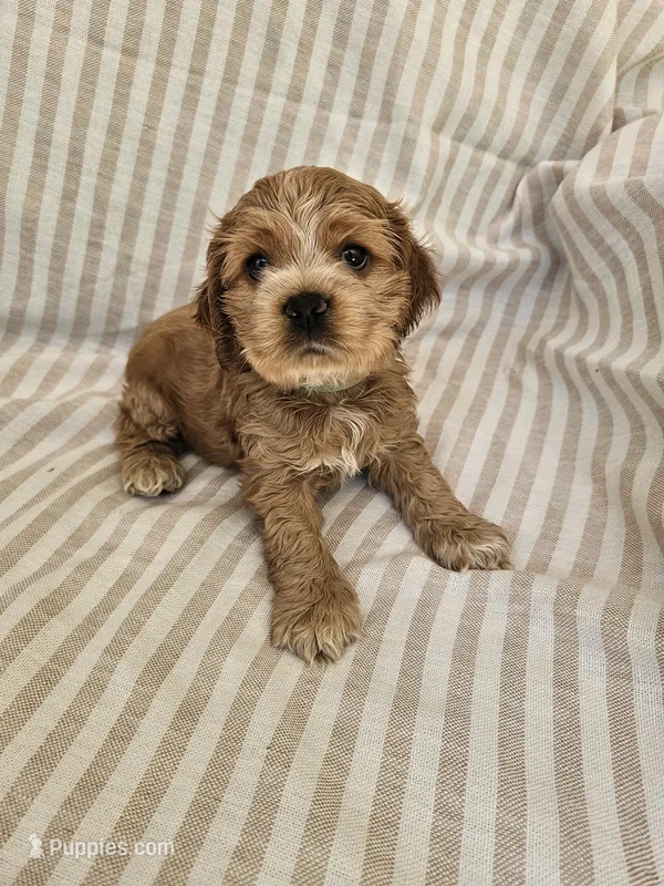 Betsy-( AKC)  – Cocker Spaniel puppy for sale in Monroe, NC