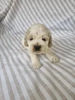 Sadie - ( AKC), a female Cocker Spaniel for sale in Monroe, NC – 2 of 10