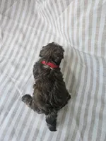 Mimi - (AKC), a female Shih Tzu for sale in Monroe, NC – 3 of 5