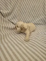 Sadie - ( AKC), a female Cocker Spaniel for sale in Monroe, NC – 10 of 10