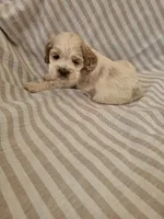 Snoopy , a male Cocker Spaniel for sale in Monroe, NC – 2 of 5