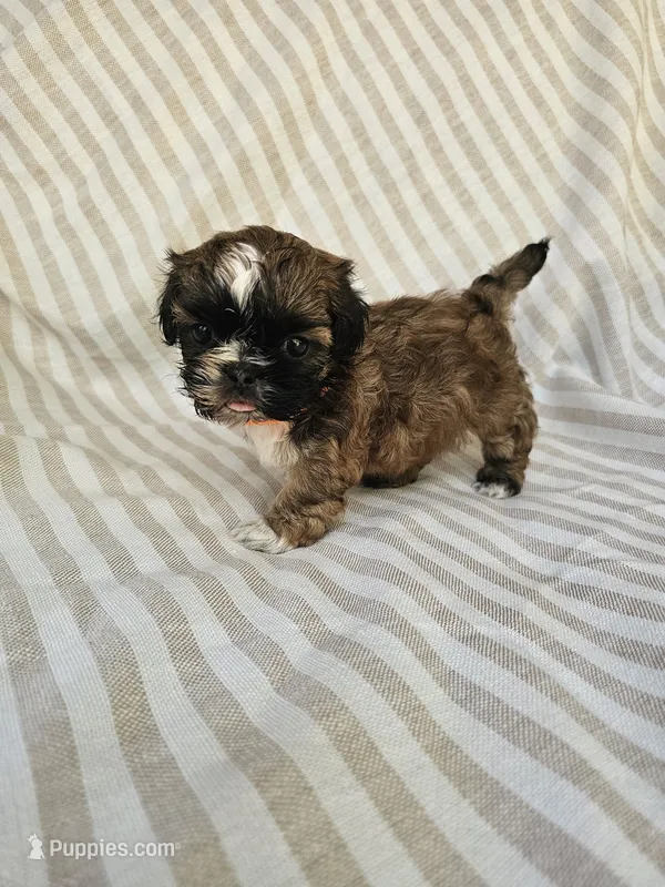 Betty - (AKC) – Shih Tzu puppy for sale in Monroe, NC