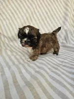 Betty - (AKC), a female Shih Tzu for sale in Monroe, NC – 1 of 5