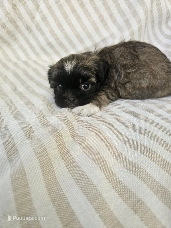 Charlie  - (AKC) – Shih Tzu puppy for sale in Monroe, NC