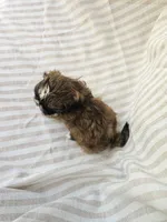 Betty - (AKC), a female Shih Tzu for sale in Monroe, NC – 2 of 5