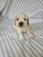 Sadie - ( AKC), a female Cocker Spaniel for sale in Monroe, NC – 3 of 10