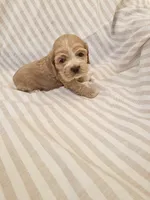 Betsy-( AKC) , a female Cocker Spaniel for sale in Monroe, NC – 5 of 5