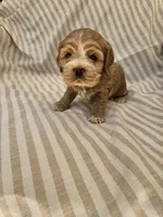 Betsy-( AKC) , a female Cocker Spaniel for sale in Monroe, NC – 3 of 5