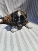 Amber- ( AKC ), a female Shih Tzu for sale in Monroe, NC – 2 of 9