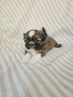 Louie - (AKC), a male Shih Tzu for sale in Monroe, NC – 5 of 5