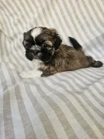 Louie - (AKC), a male Shih Tzu for sale in Monroe, NC – 2 of 5