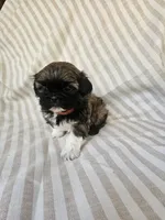 Ellie - (AKC), a female Shih Tzu for sale in Monroe, NC – 2 of 4