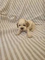 Lexi - (AKC), a female Cocker Spaniel for sale in Monroe, NC – 3 of 4