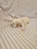 Sadie - ( AKC), a female Cocker Spaniel for sale in Monroe, NC – 9 of 10