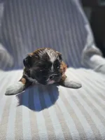 Amber- ( AKC ), a female Shih Tzu for sale in Monroe, NC – 9 of 9