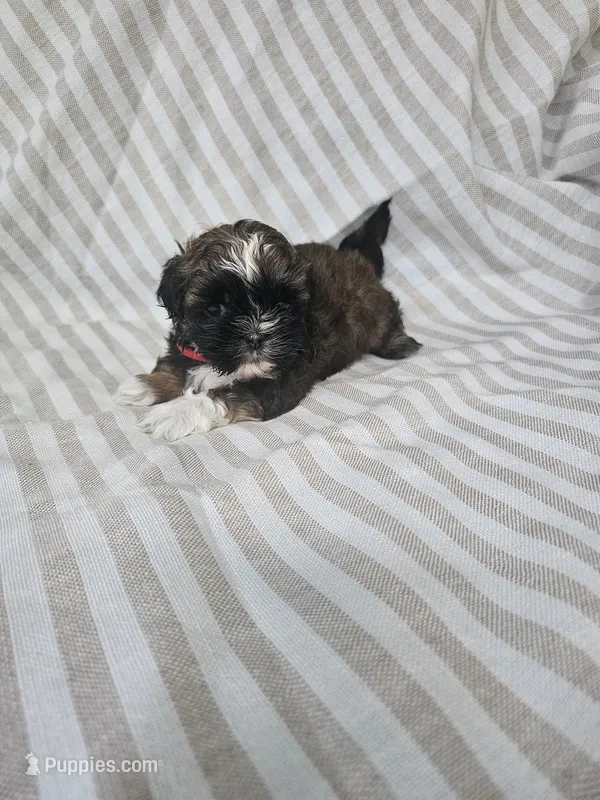 Mimi - (AKC) – Shih Tzu puppy for sale in Monroe, NC