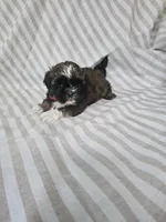 Mimi - (AKC), a female Shih Tzu for sale in Monroe, NC – 1 of 5