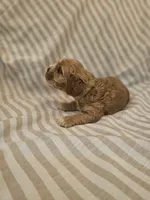 Betsy-( AKC) , a female Cocker Spaniel for sale in Monroe, NC – 4 of 5